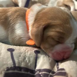 Girl 5 - Red and white female Basset Hound puppy in Saint Cloud, Florida from Mockingbird Hollow Bassets