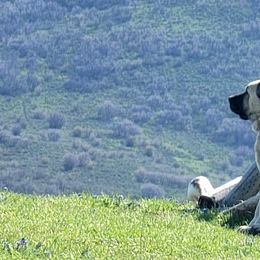 Turkish Boz Shepherds from Emerald Mtn Ranch LLC
