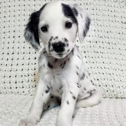 Dalmatian puppies from Spotted Jewels Dalmatians
