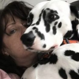 Dalmatians from Apollo Dalmatians