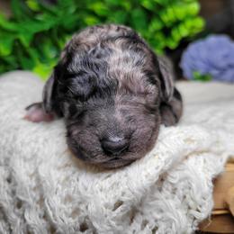 Tootsie - Merle female Goldendoodle puppy in Woodburn, Indiana from DNLS Doodle Puppies