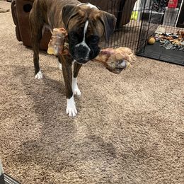 Boxer Puppies from Von Royal Dell'Infinito Deutscher