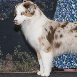 Zara - Miniature American Shepherd