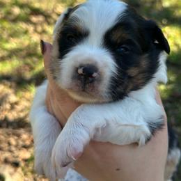 Robin - Blue merle female Miniature American Shepherd puppy in Greenwood, Indiana from Barnaby’s Barn Dog’s