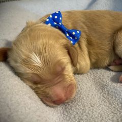Boy 4 - Double Doodle puppy in Terry, Mississippi from Dixie Magnolia Doodles