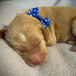 Boy 4 - Double Doodle puppy in Terry, Mississippi from Dixie Magnolia Doodles