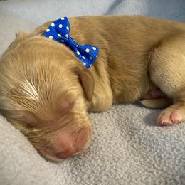 Boy 4 - Double Doodle puppy in Terry, Mississippi from Dixie Magnolia Doodles