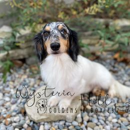 Graham - Dachshund