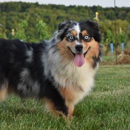 Envy - Miniature Australian Shepherd