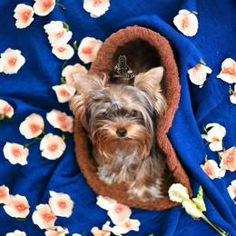 Yorkshire Terrier Puppies from Essence of Grace Yorkies