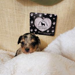 Pup 1 - Blue merle male Aussiedoodle puppy in Logansport, Indiana from Sandy Hill Farm Aussies, LLC