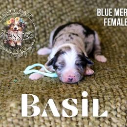 Basil - Blue merle female Miniature American Shepherd puppy in Ferndale, California from Lost Coast Aussies