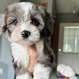 Cavapoo Puppies from Panda Puppies