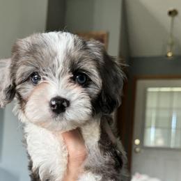 Cavapoo Puppies from Panda Puppies