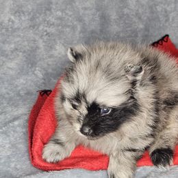 Vader - Blue merle male Pomeranian puppy in Laredo, Texas from SASH Poms