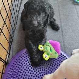 Goldendoodle Puppies from Auburn Hills Doodles & Poodles