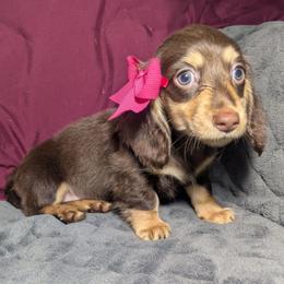 1 Minnie - Chocolate and cream female Dachshund puppy in Central Point, Oregon from MRS Long Dog Ranch