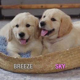 Golden Retriever Puppies from Mae Valley Goldens