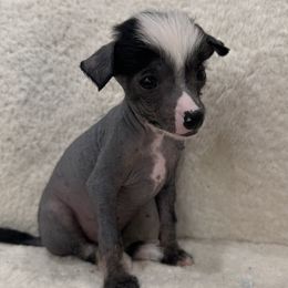 Boy-Blue - Black male Chinese Crested puppy in Pike Road, Alabama from Naked & Puffs