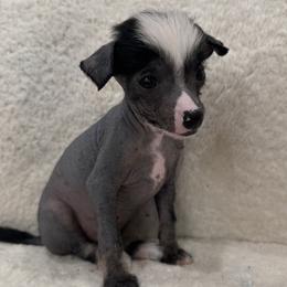 Boy-Blue - Black male Chinese Crested puppy in Pike Road, Alabama from Naked & Puffs