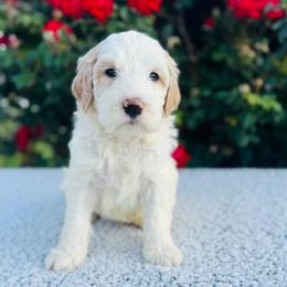 Foxglove (Fox) - Parti male Labradoodle puppy in Elizabeth City, North Carolina from Howdy Doodles