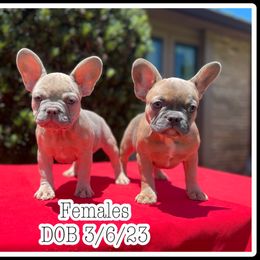 French Bulldog Puppies from Atomic Dog Kennels