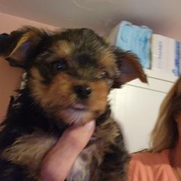 Charlie - Black and tan male Yorkshire Terrier puppy in Chickasha, Oklahoma from SISSYS YORKIES