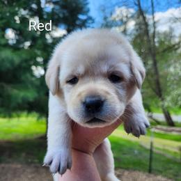 Red collar - Yellow female Labrador Retriever puppy in Mossyrock, Washington from White River Labradors