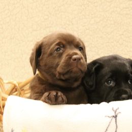 Labrador Retriever Puppies from Jody Parisi's Dunluce Labrador Retrievers