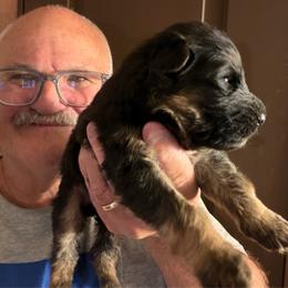 Alpha - Black and red male German Shepherd puppy in Pueblo West, Colorado from 5 Star German Shepherds aka Martin Family German Shepherds