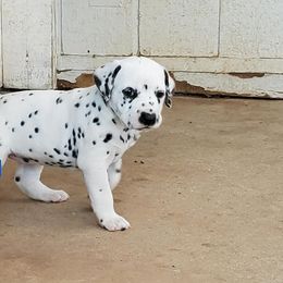 Dalmatian Puppies from Easy To Spot