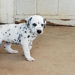 Dalmatian Puppies from Easy To Spot