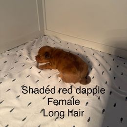 Red dapple female - Dapple female Dachshund puppy in Mount Vernon, Ohio from Double A Dachshunds