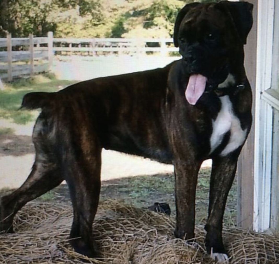 Jubilee Boxers in Virginia Boxer puppies Good Dog