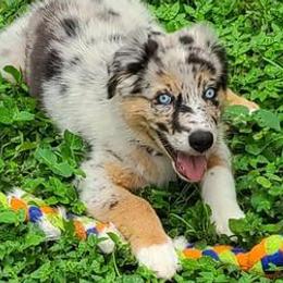 Australian Shepherds from Lor A Australian Shepherds