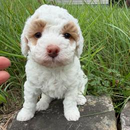 Lady - Parti female Goldendoodle puppy in Cherry Tree, Pennsylvania from Plum Creek Acres Next Generation