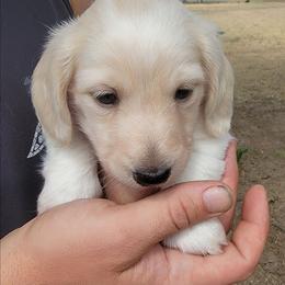 CHARLIE - Piebald male Dachshund puppy in Fort Worth, Texas from Chadwick Farms Mini Dachshunds