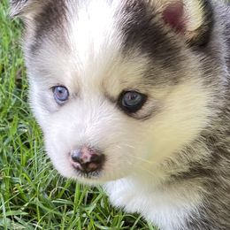Pomsky Puppies from Pixie Pomsky