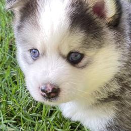 Pomsky Puppies from Pixie Pomsky