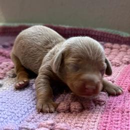 Jessica Jones - Fawn (Isabella) female Dachshund puppy in Pittsburg, California from Super Hero Dachshunds