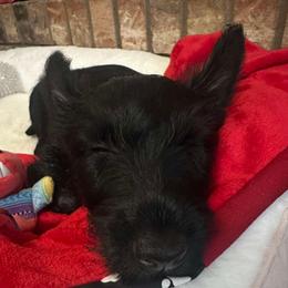 Bella blk female - Black female Scottish Terrier puppy in Smiths Grove, Kentucky from Moore's We Little Farm AKC Scotties