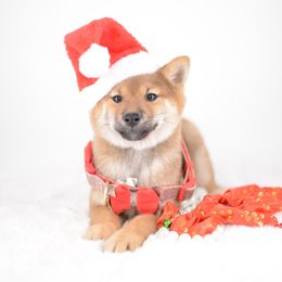 Allen -FULL AKC REGISTRATION- - Red male Shiba Inu puppy in Neosho, Missouri from Kenny Cave K9s