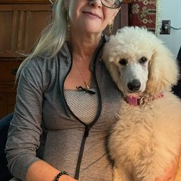 Maya Nick Name - White female Poodle puppy in Ainsworth, Nebraska from Cedar Grove Standard Poodles