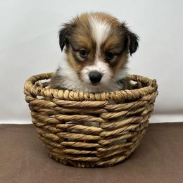Artemis (fluffy) - Sable and white male American Corgi puppy in Waco, Texas from The Comma Corgis