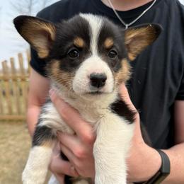 Iris - Black and tan female Pembroke Welsh Corgi puppy in Paxton, Illinois from McGovern Family Corgis