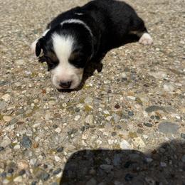 Lenny - Black tri male Miniature Australian Shepherd puppy in Marion, Michigan from Highland Hills Mini Aussies