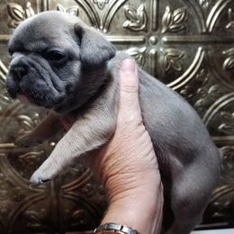 French Bulldog Puppies from Frog City Frenchies
