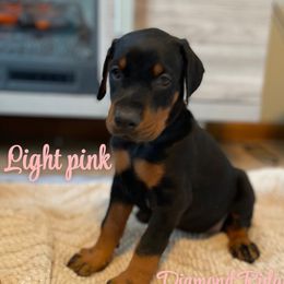 Light pink - Black and rust female Doberman Pinscher puppy in Winamac, Indiana from DIAMOND RIDGE DOBERMANS