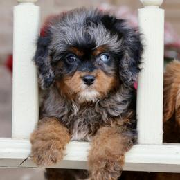 Finn - Merle male Cavapoo puppy in Boardman, Ohio from Taliaferro Kennel