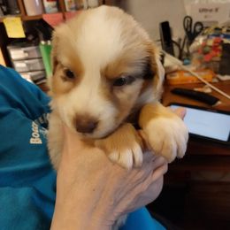 Butters - Red merle male Australian Shepherd puppy in Cherry Grove, Oregon from TLC Dream and Pureland Australian Shepherds